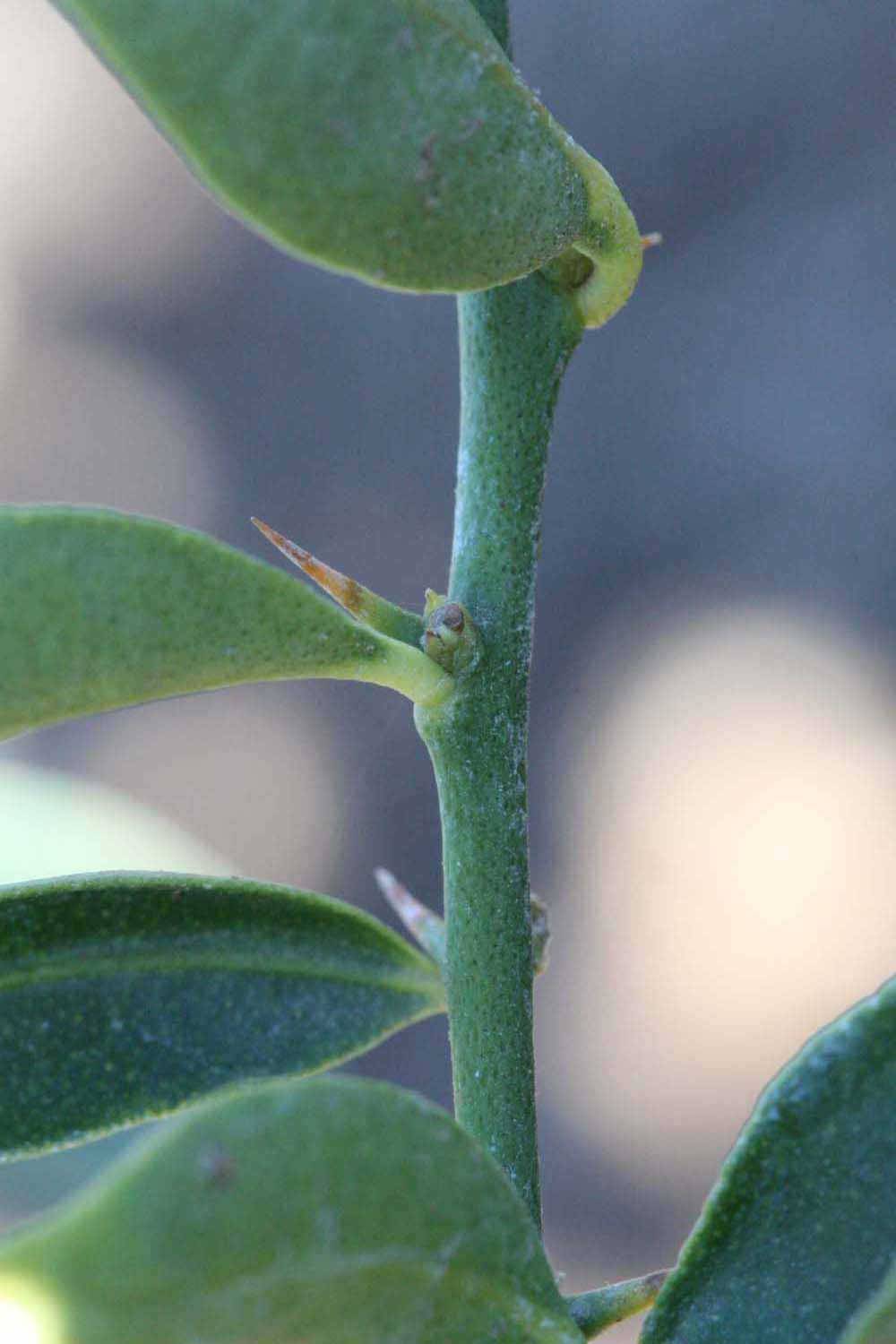            First year twig (Riverside, CA)   